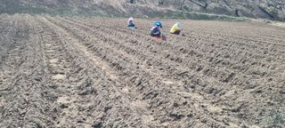 황인동님의 기타작물 · 영농일지 작성글 사진