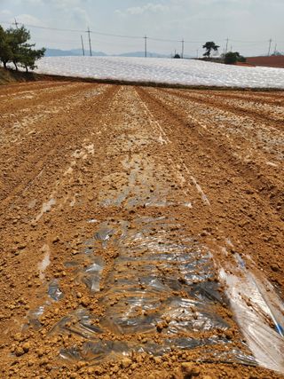 김저팔계님의 기타작물 · 영농일지 작성글 사진