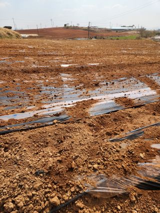 김저팔계님의 기타작물 · 영농일지 작성글 사진