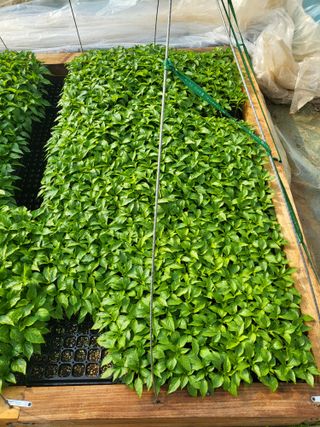 이상욱님의 고추 · 영농일지 작성글 사진