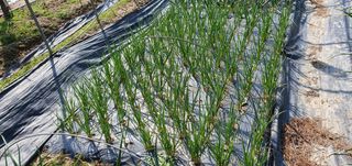 김원기님의 마늘 · 영농일지 작성글 사진