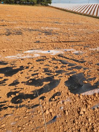 김저팔계님의 기타작물 · 영농일지 작성글 사진