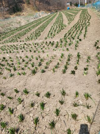 청양 산골꾸찌뽕 님의 기타작물 · 영농일지 작성글 사진