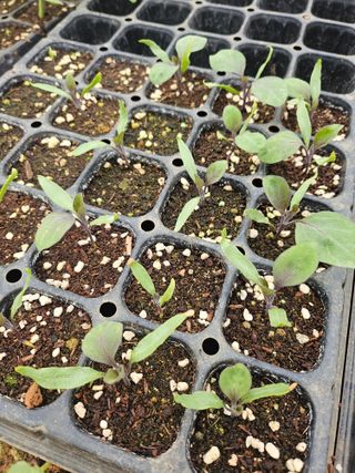 강선미님의 기타작물 · 영농일지 작성글 사진