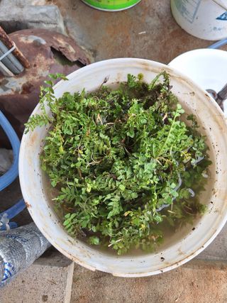 정희군님의 양파 · 영농일지 작성글 사진