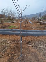 팜모닝 기타작물·영농일지 게시글 이미지