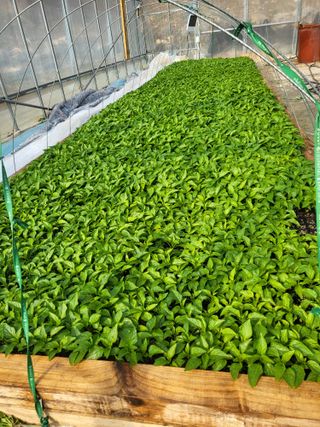 이상욱님의 고추 · 영농일지 작성글 사진