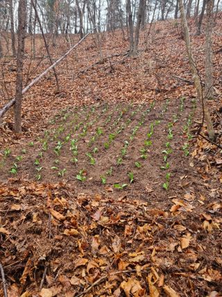 이성수님의 기타작물 · 영농일지 작성글 사진
