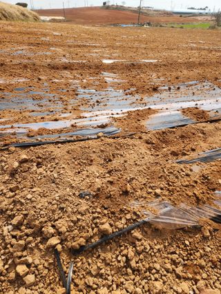 김저팔계님의 기타작물 · 영농일지 작성글 사진