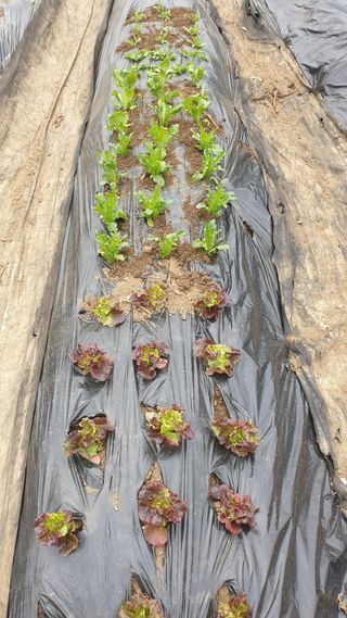 이경옥님의 기타작물 · 영농일지 작성글 사진