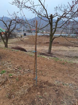 정희군님의 기타작물 · 영농일지 작성글 사진