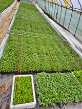 팜모닝 기타작물·영농일지 게시글 이미지