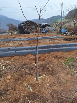 정희군님의 기타작물 · 영농일지 작성글 사진