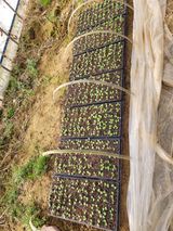 팜모닝 기타작물·영농일지 게시글 이미지