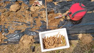 아로니아체리농부유튜님의 두릅 · 영농일지 작성글 사진