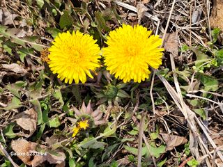 공주유구 구계박만호님의 기타작물 · 영농일지 작성글 사진