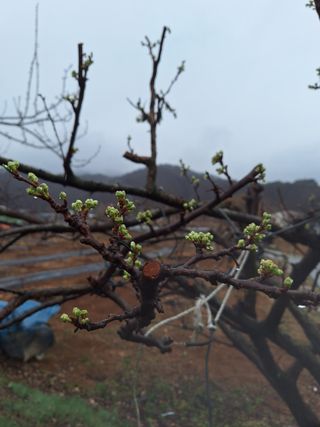 정희군님의 양파 · 영농일지 작성글 사진