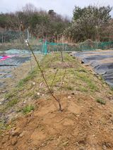 팜모닝 기타작물·영농일지 게시글 이미지