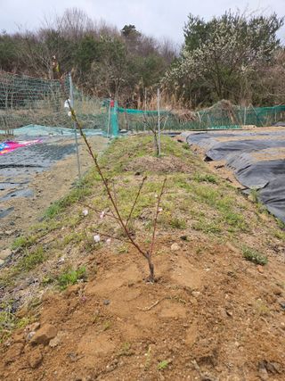 정찬길 님의 기타작물 · 영농일지 작성글 사진