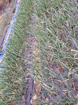 팜모닝 기타작물·영농일지 게시글 이미지