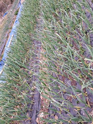 울산연안님의 기타작물 · 영농일지 작성글 사진