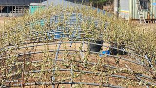 김준한님의 기타작물 · 영농일지 작성글 사진