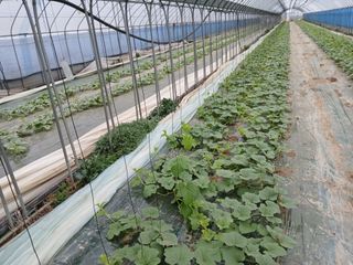 정기훈님의 기타작물 · 영농일지 작성글 사진