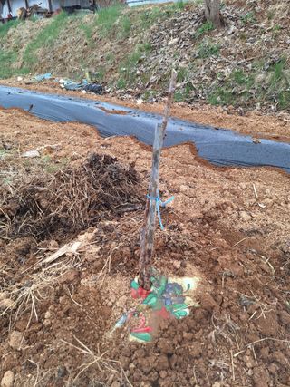 정희군님의 기타작물 · 영농일지 작성글 사진