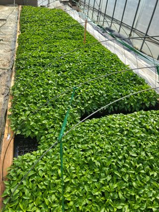 이상욱님의 고추 · 영농일지 작성글 사진