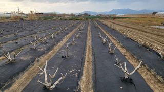 늘푸른 농장주님의 기타작물 · 영농일지 작성글 사진