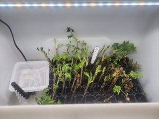 김홍중님의 기타작물 · 영농일지 작성글 사진