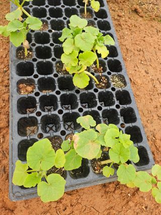 강선미님의 기타작물 · 영농일지 작성글 사진