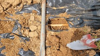 아로니아체리농부유튜님의 두릅 · 영농일지 작성글 사진