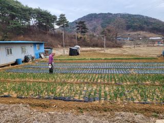 송미향님의 기타작물 · 영농일지 작성글 사진