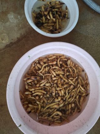 브리즈팜님의 기타작물 · 영농일지 작성글 사진