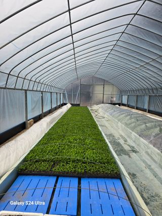 gigibae111님의 고추 · 영농일지 작성글 사진