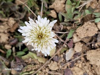 공주유구 구계박만호님의 기타작물 · 영농일지 작성글 사진
