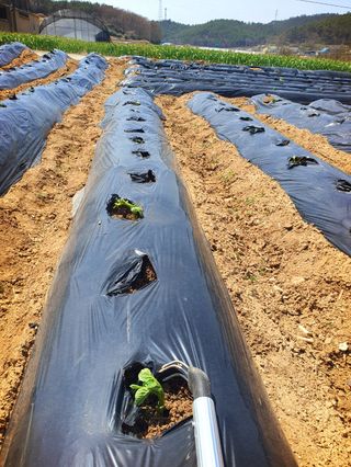 오이8898황산면님의 감자 · 영농일지 작성글 사진