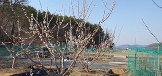 박상중님의 기타작물 · 영농일지 작성글 사진