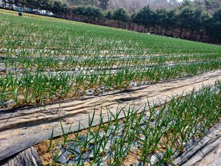 태일농산이정수님의 마늘 · 영농일지 작성글 사진