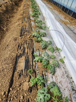 김저팔계님의 기타작물 · 영농일지 작성글 사진
