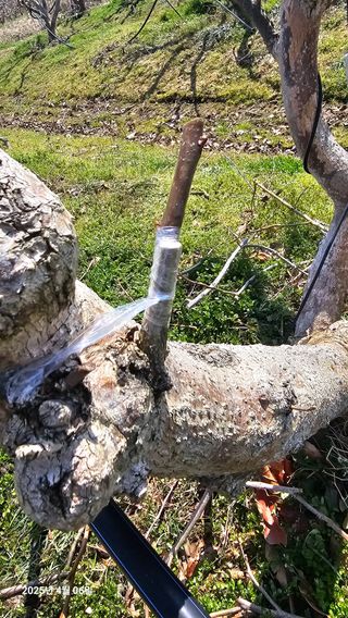 주하네팜(태추,부유님의 감 · 영농일지 작성글 사진