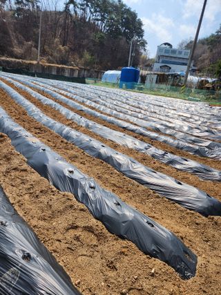 오영세님의 옥수수 · 영농일지 작성글 사진