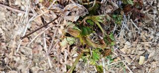 대봉농원 이경화님의 기타작물 · 영농일지 작성글 사진