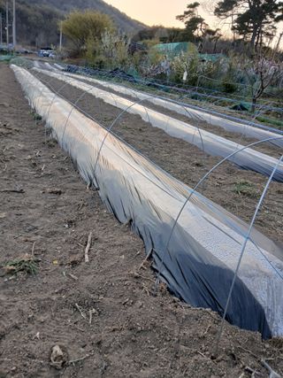 이광희님의 기타작물 · 영농일지 작성글 사진