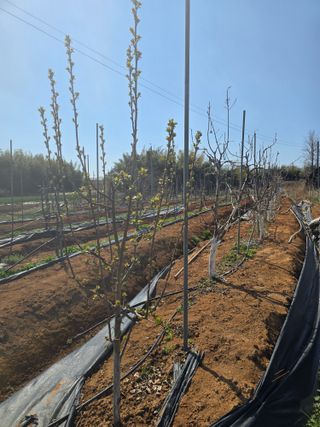 소병기 정직한농장님의 양파 · 영농일지 작성글 사진