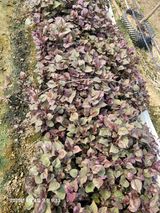 팜모닝 고구마·영농일지 게시글 이미지