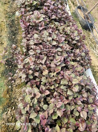 이동훈님의 고구마 · 영농일지 작성글 사진