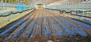 윤태희님의 감자 · 영농일지 작성글 사진