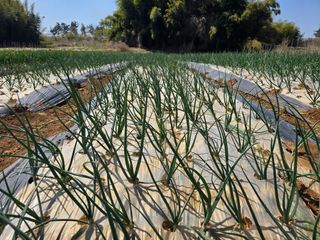 소병기 정직한농장님의 양파 · 영농일지 작성글 사진